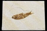 Detailed Fossil Fish (Knightia) - Wyoming #174648-1